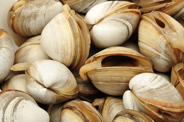 Sticker - fresh raw Surf clam background