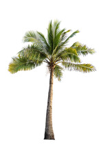 Coconut Tree On Isolated