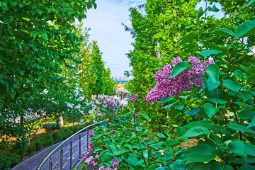 Sticker - Lilacs in blossom in garden of Kyiv Pechersk Lavra Cave Monastery, Kyiv, Ukraine