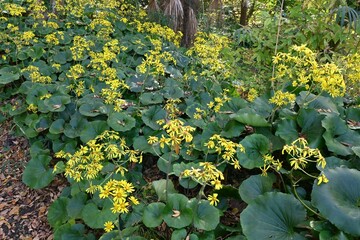 Poster - Green leopard plant ( Farfugium japonicum ) flowers.
Asteraceae evergreen perennial plants. Grows in rocky areas near the coast and blooms yellow flowers in early winter. Young leaves are edible.