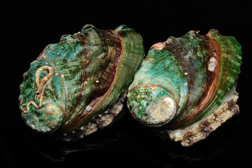 Wall Mural - Raw abalones on the black background 
