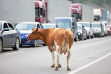 Cow On The Road Among The Cars. At The Georgian Customs, There Is A Queue Of Cars And A Cow.