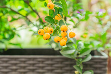 Close Up Of Berries Of Yellow Asian Firethorn Evergreen Shrub (Pyracantha Rogersiana) On Green Bokeh Background