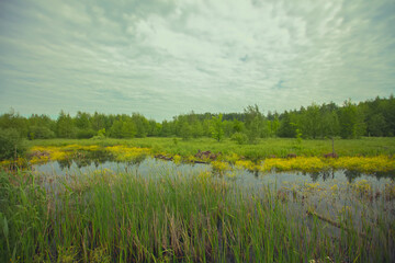 Wall Mural - A small pond in green grass against the backdrop of a forest and a cloudy sky. Summer landscape on a cloudy day.