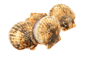 Poster - Seafood: live scallops (Pecten maximus). Isolated on white background.