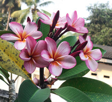 Araliya, Flower, Sri Lanka, Red, Magenta