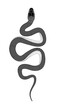Illustration of a black snake isolated on white