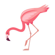 Flamingo Looking For Food Cartoon Illustration. Beautiful Pink Bird Standing On One Leg. Side View Of Exotic Tropical Bird Isolated On White