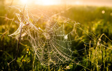 Spider Webs And The Dew On The Grass In The Rays Of The Rising Sun
