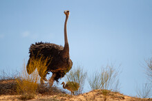 A Male Ostrich With Its Young Standing On The Top Of A Dune In The Kalahari Desert, South Africa