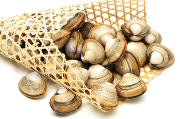 Wall Mural - fresh raw Surf clam on white background