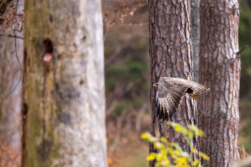 Canvas Print - Birds of prey - Common buzzard (Buteo buteo) flies in the autumn woods. Wildlife scenery. Predator.