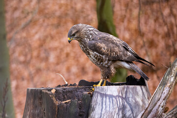 Wall Mural - Birds of prey - Common buzzard (Buteo buteo) in the autumn woods. Wildlife scenery. Predator.