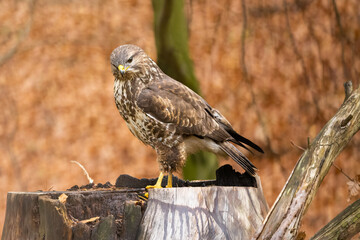 Wall Mural - Birds of prey - Common buzzard (Buteo buteo) in the autumn woods. Wildlife scenery. Predator.