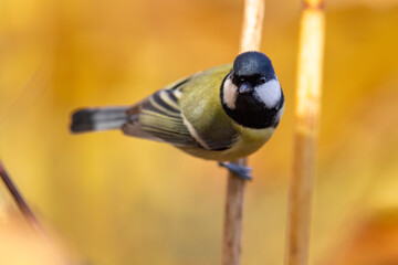 Poster - Parus major, Great tit in the reeds.