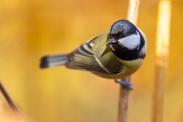 Poster - Parus major, Great tit in the reeds.