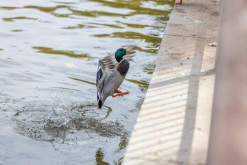 Wall Mural - Wild mallard duck flying out of the water on a sunny day