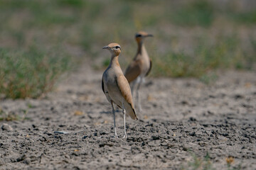 Wall Mural - Cream-colored Courser (Cursorius cursor) perching in sand desert