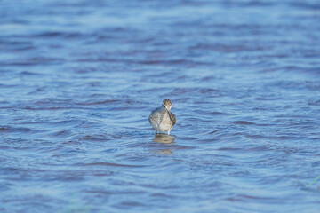 Wall Mural - Wood Sandpiper (Tringa glareola) feeding in the lake