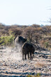 A herd of African Elephants -Loxodonta Africana- walking past after having taken a bath in a waterhole in Etosha National Park, Namibia.