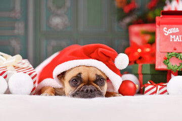 Wall Mural - French Bulldog dog with Christmas Santa claus cape with hat lying down in front of green wall