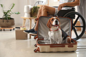 Wall Mural - Cute dog in suitcase on moving day