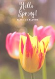 Fototapeta Tulipany - Spring tulips