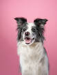 Marble Border Collie. Cute dog on a pink background in studio