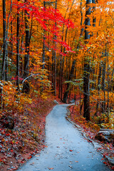 Wall Mural - Autumn season concept, country road in autumn forest, Moody autumn, Atlanta, GA