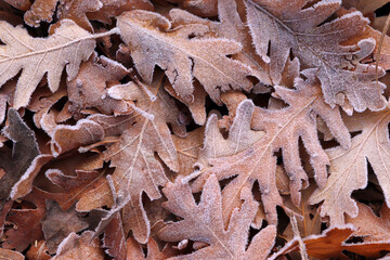 Canvas Print - autumn leaves covered with dew