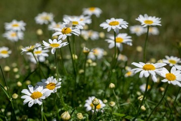 Closeup of blooming chamomiles in field