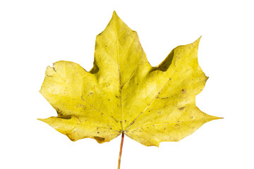 Wall Mural - maple leaf in autumn fall colour, png stock photo file cut out and isolated on a transparent backgro