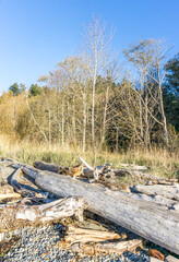 Bare Trees  And  Driftwood 2