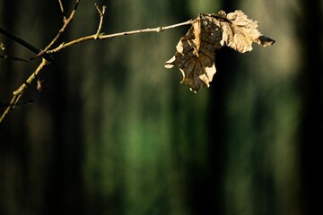 Wall Mural - Shallow focus of dry Maple leaf twig with blyr background