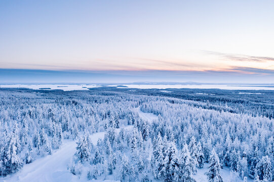 winter landscape with snow