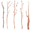 Twigs without leaves are drawn in watercolor, on a white background, for your design