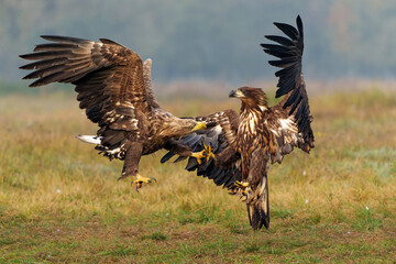 Canvas Print - Eagle battle. White tailed eagles (Haliaeetus albicilla) fighting for food on a field in the forest in Poland. 