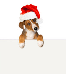 Wall Mural - Cute puppy with santa hat looks over a wall isolated on white