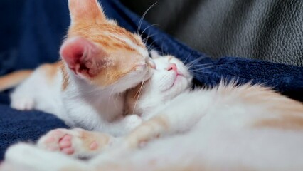 Poster - Closeup of a small ginger and white kitten laying on a blanket with a blurry background