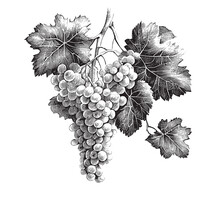 Bunch Of Grapes Sketch Hand Drawn Engraved Style Vector Illustration.