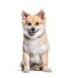 Crossbreed dog with a Spitz in front of white background