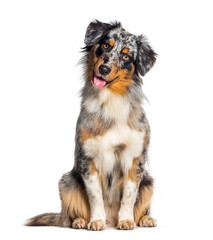 Wall Mural - Blue merle australian shepherd panting mouth open looking at the camera, isolated on white