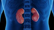 3d rendered medical illustration of a man's kidneys