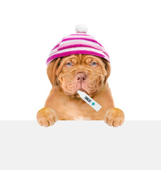Poster - Sad puppy wearing warm hat holds thermometer in it mouth and looks above empty white banner. isolated on white background