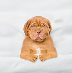 Poster - Unhappy Mastiff puppy lying under white blanket on a bed at home before bedtime. Top down view