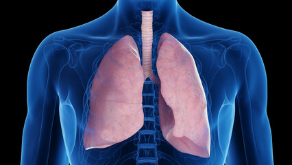 Wall Mural - 3d rendered medical illustration of the respiratory system of a healthy male