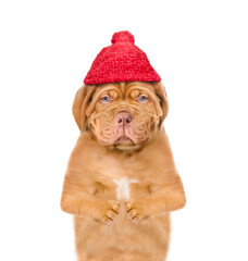 Poster - Unhappy frozen puppy wearing a warm winter hat with pompon looking at camera. isolated on white background