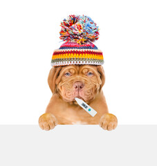 Poster - Sad puppy wearing warm hat holds thermometer in it mouth and looks above empty white banner. isolated on white background