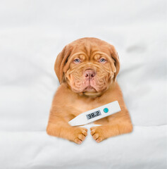 Aufkleber - Unhappy Sick mastiff puppy lying  on a bed at home with a thermometer under it paw. Top down view