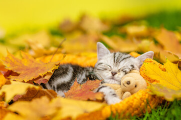 Sticker - Cute Kitten sleeps on autumn fall foliage and hugs favorite toy bear